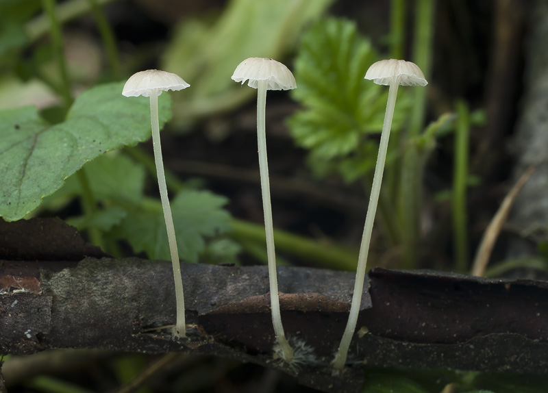 Mycena speirea